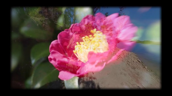 Shannon Wright - La Soufflerie